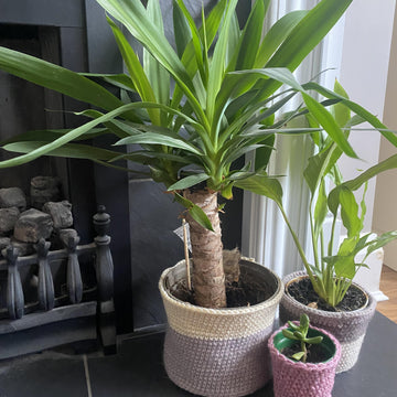 Easy Crochet Plant Pot/ Basket