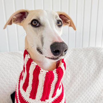 Doggo no 14 sweater