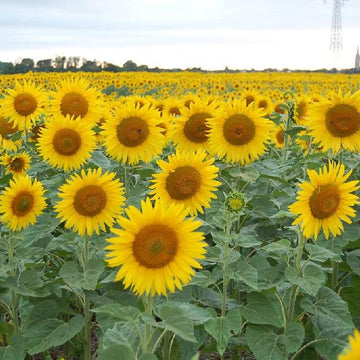 Sunflower field shawl