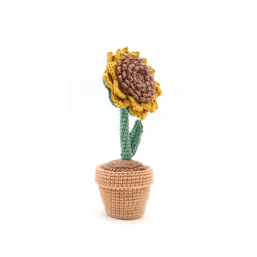 Sunflower In Pot