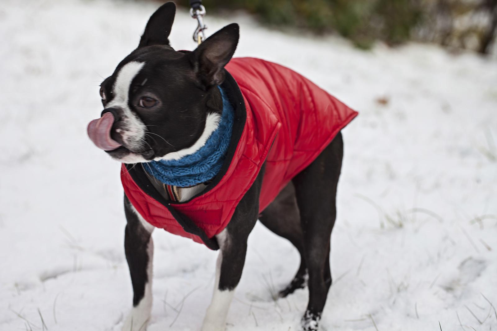 Cold Snap Collar