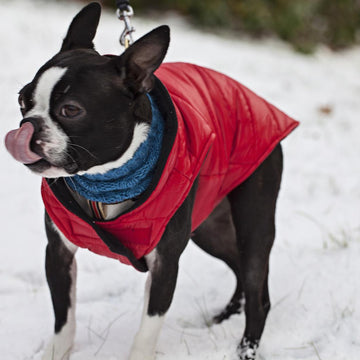 Cold Snap Collar