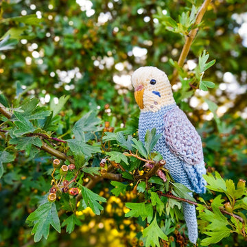 Pearl the Budgie
