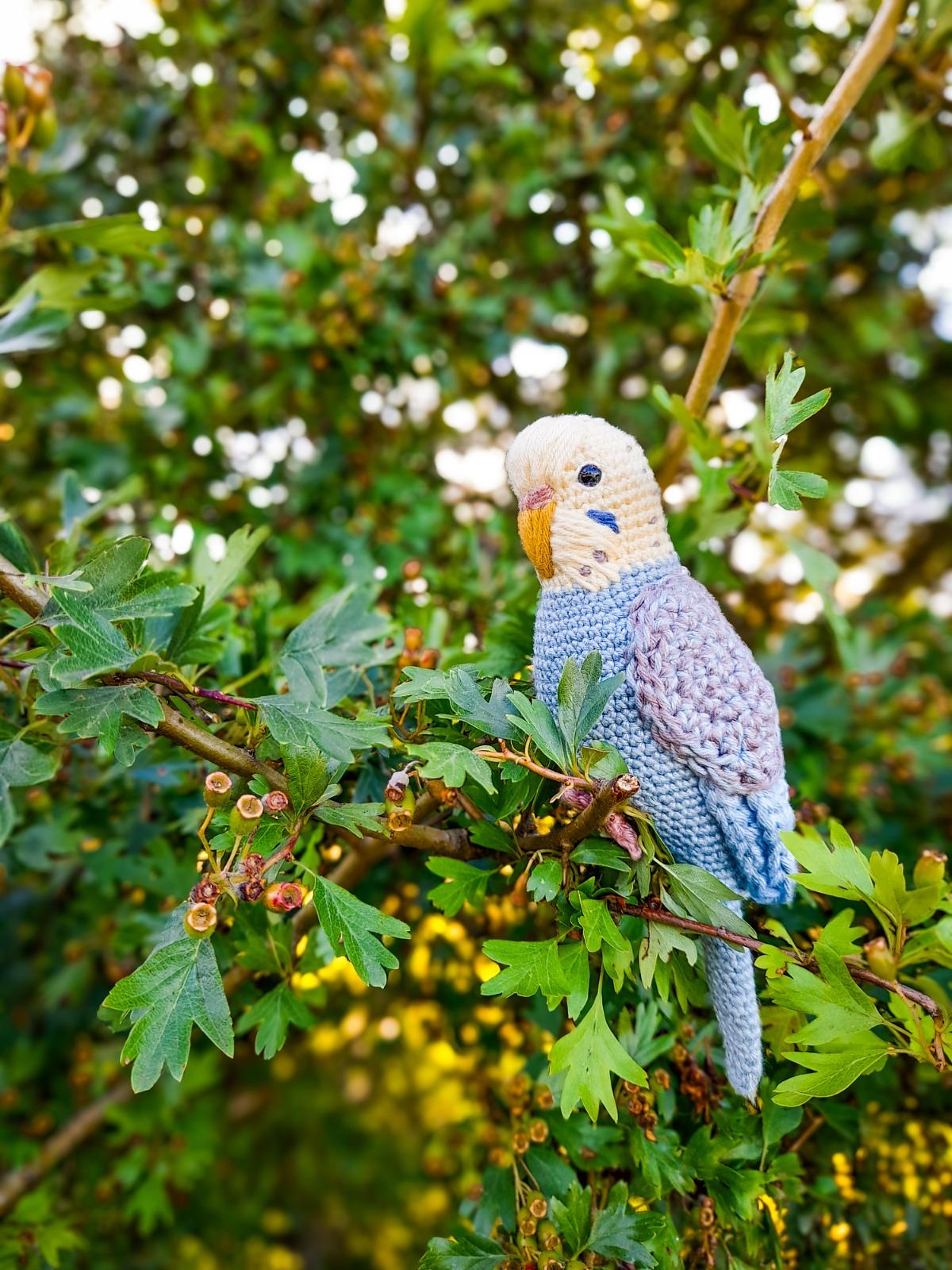 Pearl the Budgie