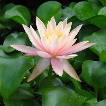 Waterlily Dress