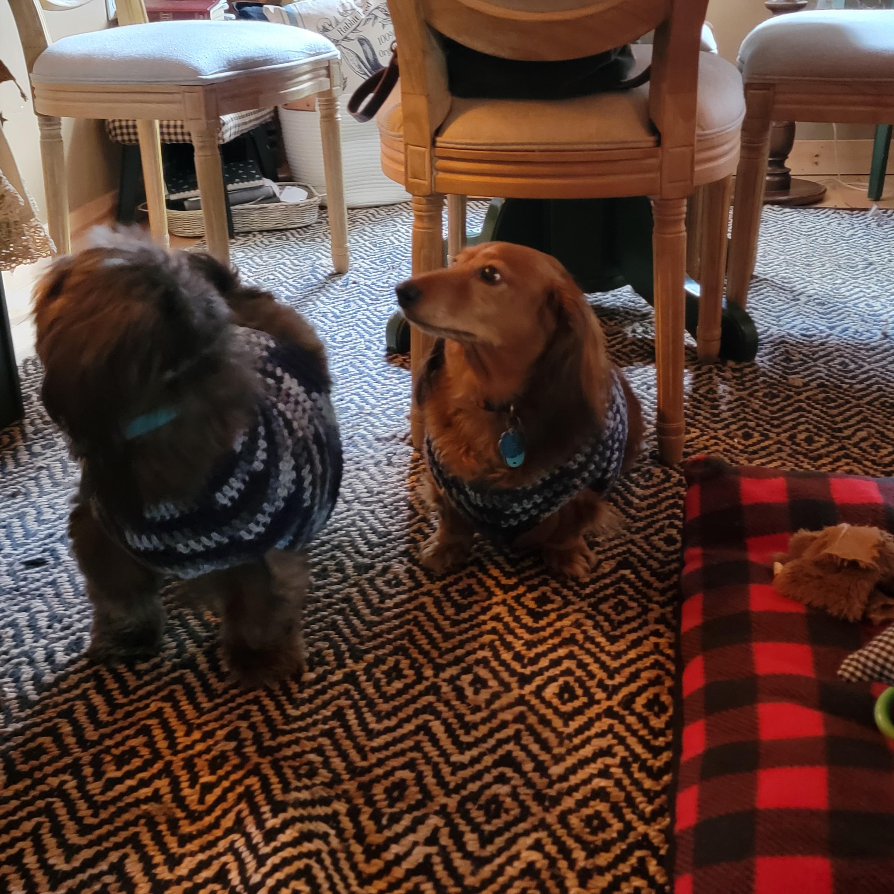 Easy No-Sew Small Dog/ Cat Sweater
