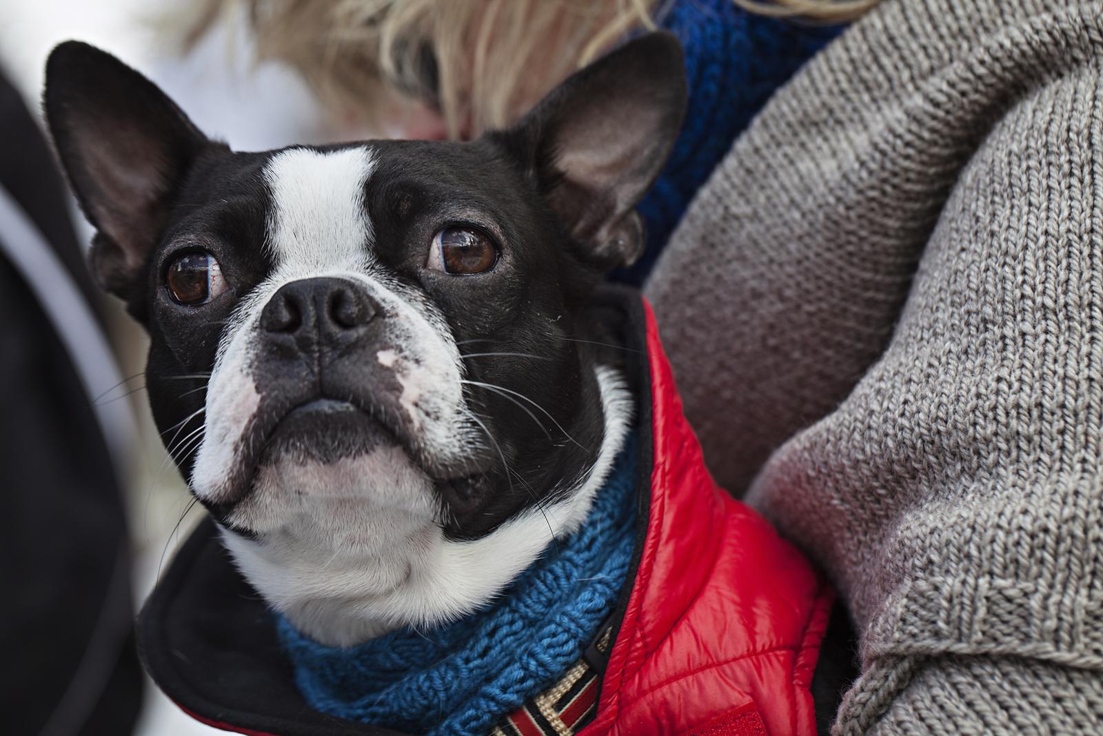 Cold Snap Collar