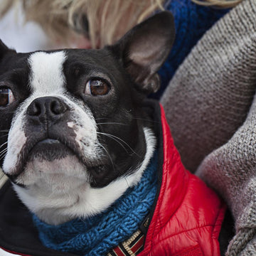 Cold Snap Collar