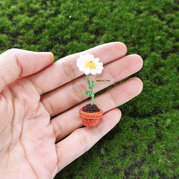 Miniature potted daisy