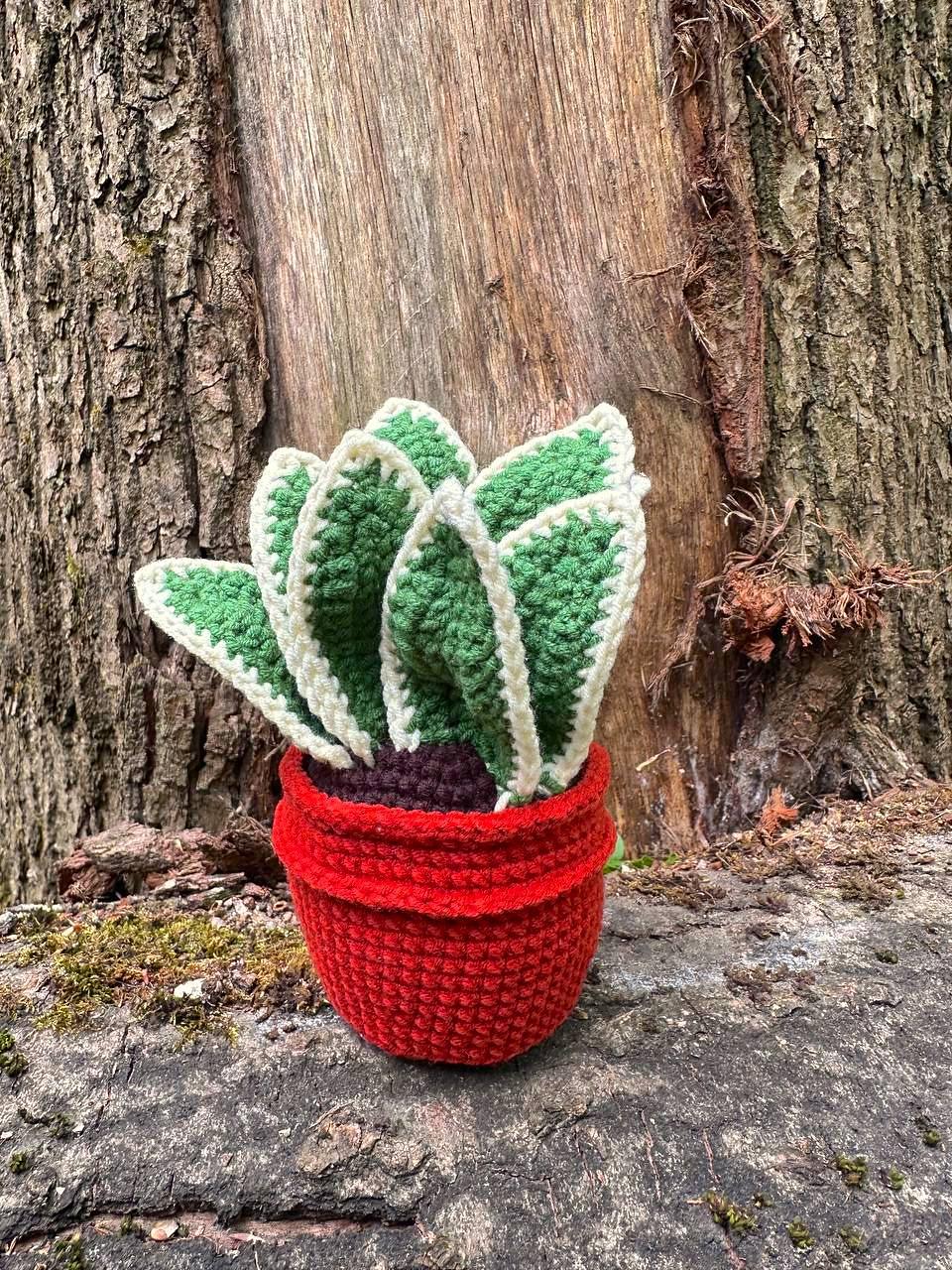 Potted Sansevieria