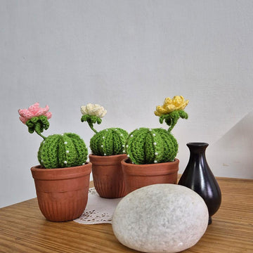 Cactus plant with flower