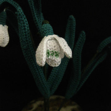 Snowdrop