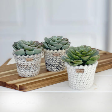 The Pirouette Planter 055