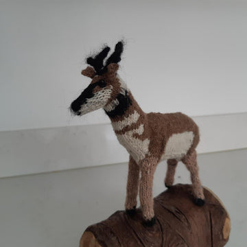Pronghorn