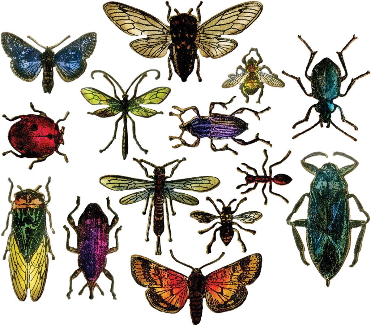 Sizzix Framelits Dies By Tim Holtz 14/Pkg - Entomology