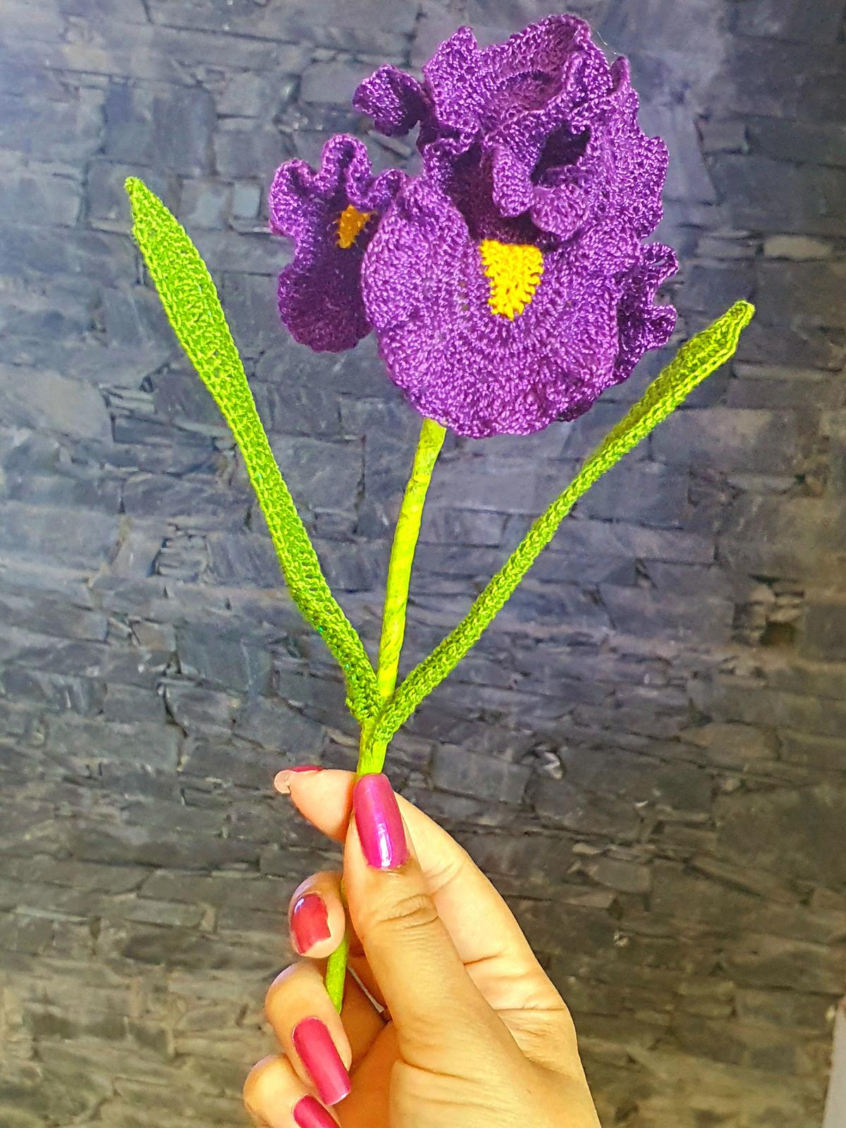 Iris flower long bearded