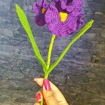 Iris flower long bearded