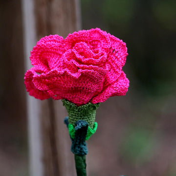 Flower of the gods: Carnation